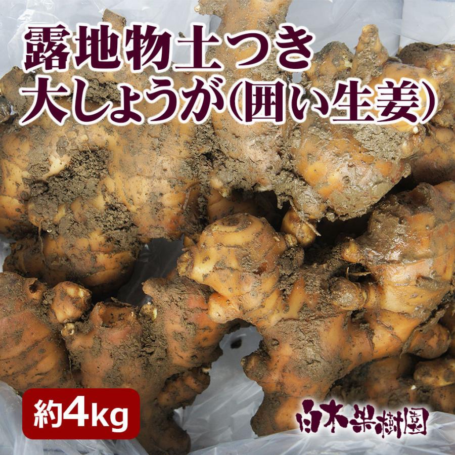種・種子 種用土付き生姜（4kg）