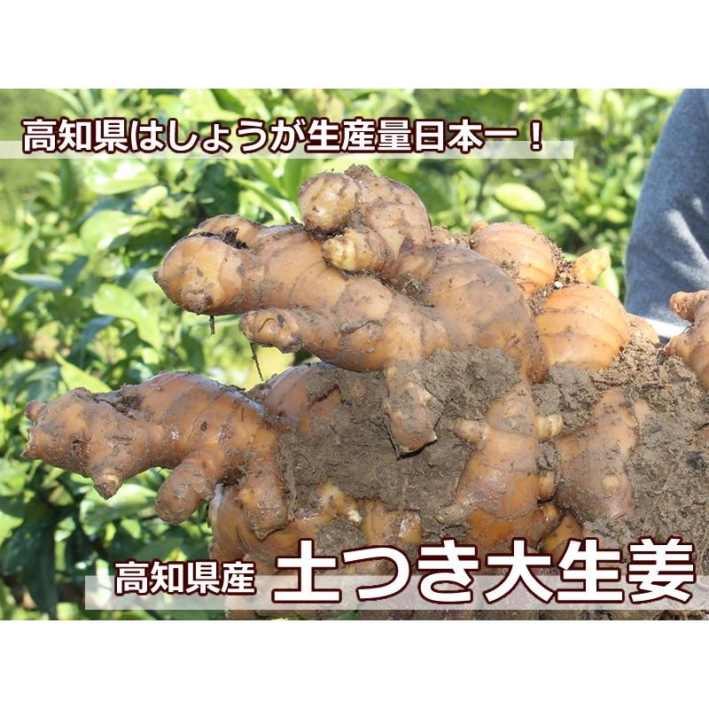 高知産　土付き囲い生姜 　種用食用　４Kg　北海道沖縄発送不可 高知産 土付き囲い生姜 種用食用 4Kg 北海道沖縄発送不可 高知産