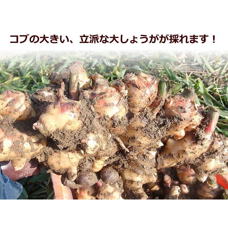 露地物土付き大しょうが（新生姜）約2kg 【送料込】 高知 しょうが