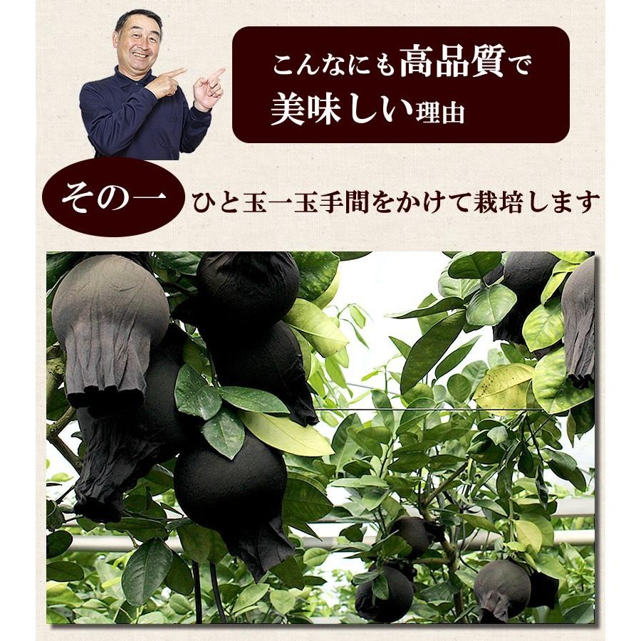 特選秀品 水晶文旦 特大2個入り 贈答 包装 熨斗 ギフト 文旦 ぶんたん 