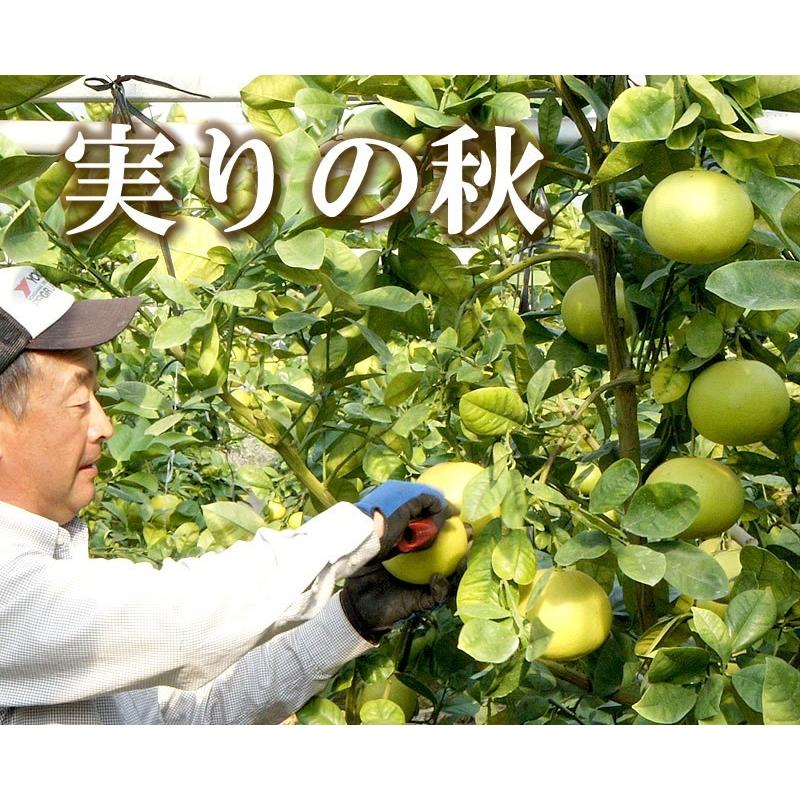 特選秀品 水晶文旦 化粧箱 中玉6個入り 贈答 包装 熨斗 ギフト 特選秀品 水晶文旦 化粧箱 中玉6個入り 贈答 包装 熨斗 ギフト