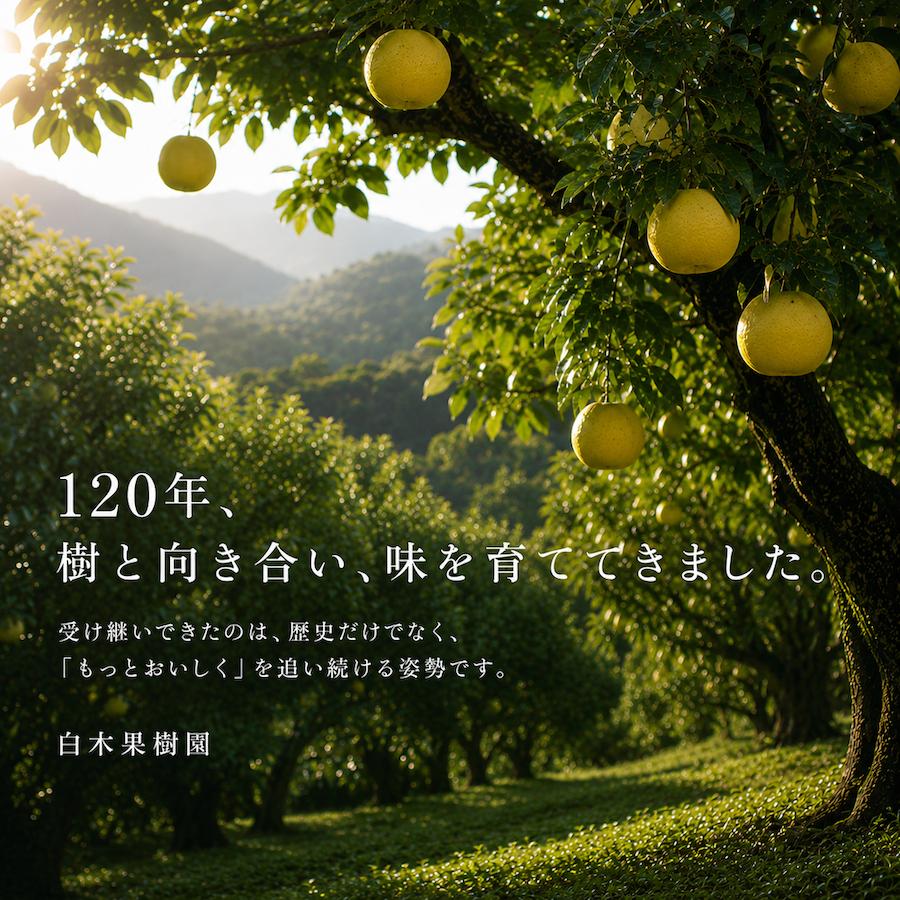 水晶文旦 最高級「極選」大玉5個入り 土佐和紙巾着包み 皮むき器付き