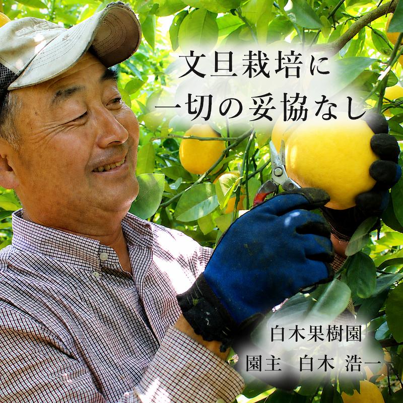 水晶文旦 最高級「極選」大玉5個入り 土佐和紙巾着包み 皮むき器付き