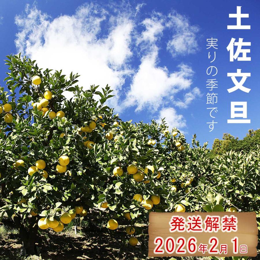 特選秀品土佐文旦約10kgL小玉〜2L中玉サイズ【送料込】 : 文旦屋・白木