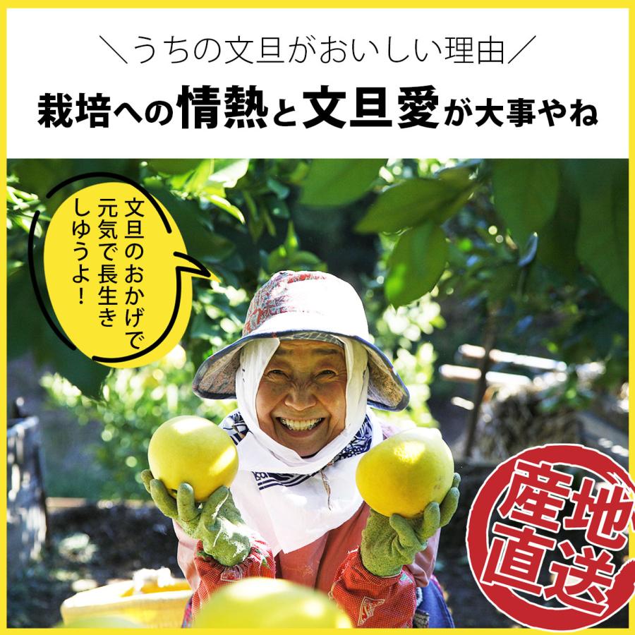 文旦 土佐文旦 特選秀品2L中玉6個入り もしくは 3L大玉サイズ5個入り