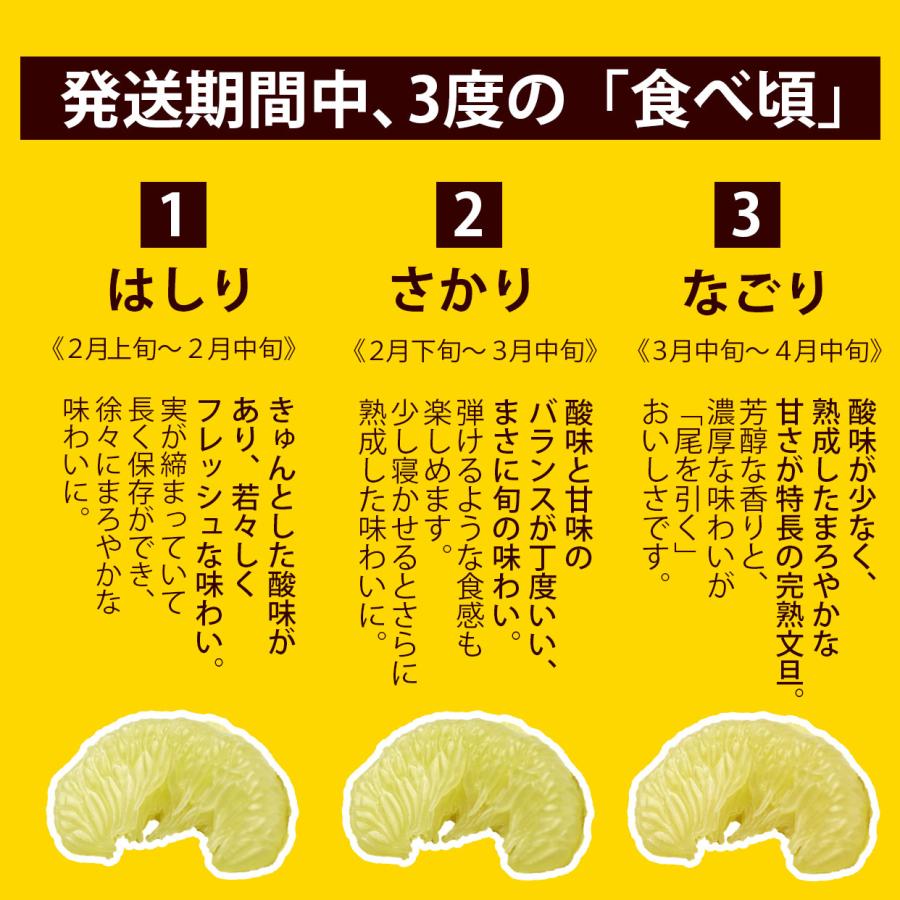 文旦 土佐文旦 特選秀品2L中玉6個入り もしくは 3L大玉サイズ5個入り