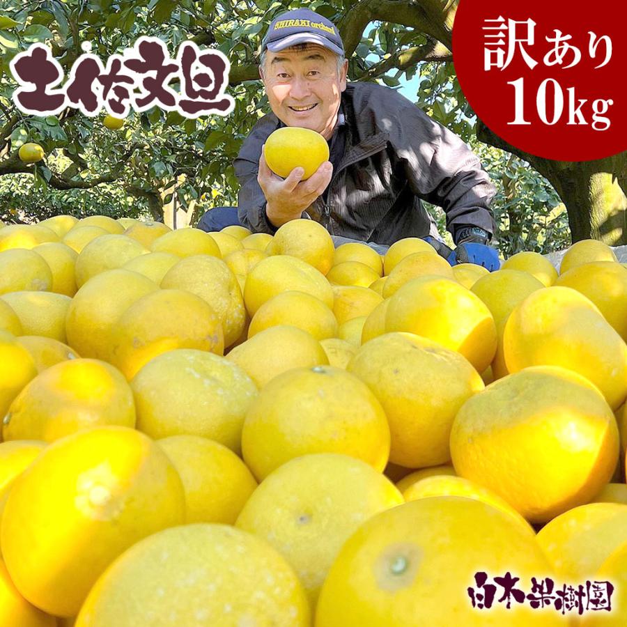 文旦 土佐文旦 わけありご家庭用 B級品 約10kg : 文旦屋・白木 文旦 土佐文旦 わけありご家庭用 B級品 約10kg : 文旦屋・白木