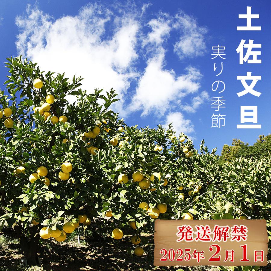 文旦 土佐文旦 わけありご家庭用 B級品 約10kg : 文旦屋・白木