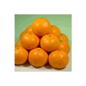 年始出荷】みかん ミカン 小粒ちゃん 有田みかん5kg お買い得の小玉