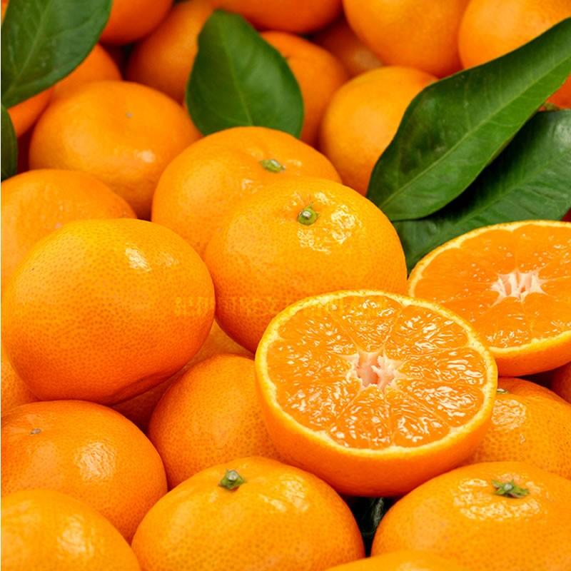 田村みかん 青秀 S 10キロ 贈答用 ギフト選別果実 Sサイズ 10kg [1