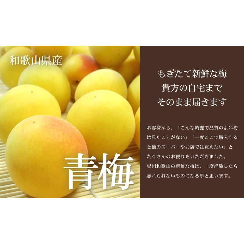 予約販売】厳選南高梅【完熟】フレッシュ青梅(生梅)【 黄 】5kg