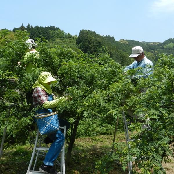 順次出荷】実山椒 500g (青山椒・生山椒・さんしょう／和歌山県有田