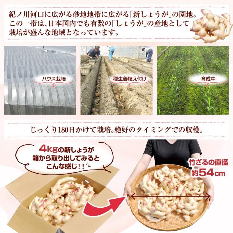フレッシュ新しょうが2kg入和歌山県産 紀ノ川河口で栽培されている高品質の新生姜を新鮮 産地直送 自家製 甘酢漬け 紅ショウガ 生姜湯 砂糖漬けに 紀伊国屋文左衛門本舗 ヤフー店 通販 Yahoo ショッピング