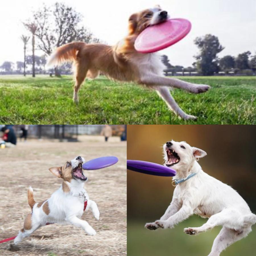 犬のおもちゃ 犬 フリスビー ソフト犬用 柔らかい フライングディスク