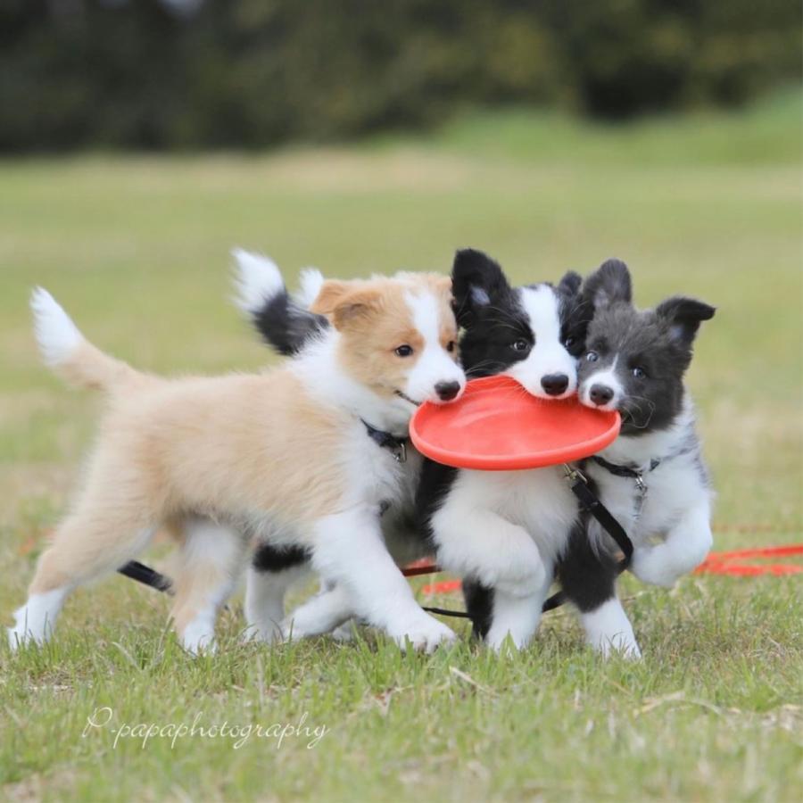 犬のおもちゃ 犬 フリスビー ソフト犬用 柔らかい フライングディスク