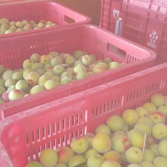 訳あり 紀州南高梅 はちみつ梅 1kg 塩分約8% : ぶらり堂 - 通販