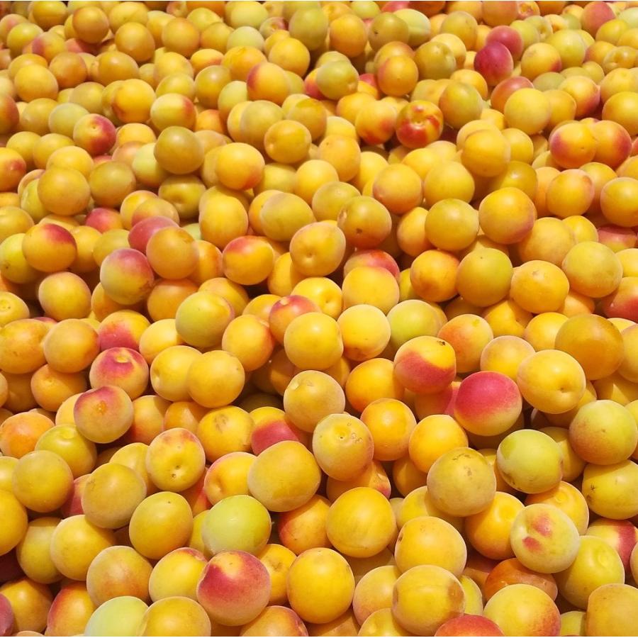 無添加・無着色 紀州南高梅白干梅 10kg (L.2LABC)完熟梅 昔ながらの