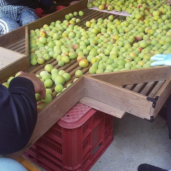 訳あり 紀州南高梅 はちみつ梅 1kg 塩分約8% : ぶらり堂 - 通販