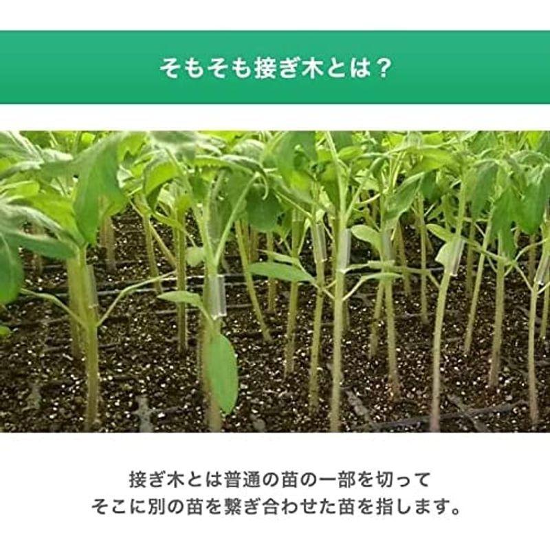 日本に Rirai 接ぎ木クリップ 100個入 チューブ 内径 2 2mm ナス科 接ぎ木 苗 幼苗 接木 全農式接ぎ木 全農式幼苗接ぎ木苗 Discoversvg Com