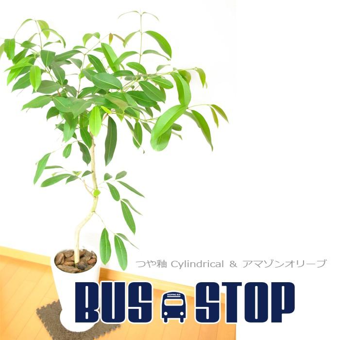 アマゾンオリーブ 鉢植え 観葉植物 円柱 ポット 受け皿付き Fet 7004 Bus Stop 通販 Yahoo ショッピング
