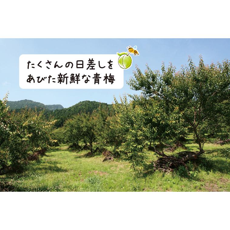 爆買い はちみつ漬け 蜂蜜漬梅エキス 黒酢入り 360g 無香料 健康飲料 黒酢ドリンク はちみつ黒酢 梅 うめ ウメ はちみつ ハチミツ 蜂蜜 武州養蜂園 Materialworldblog Com