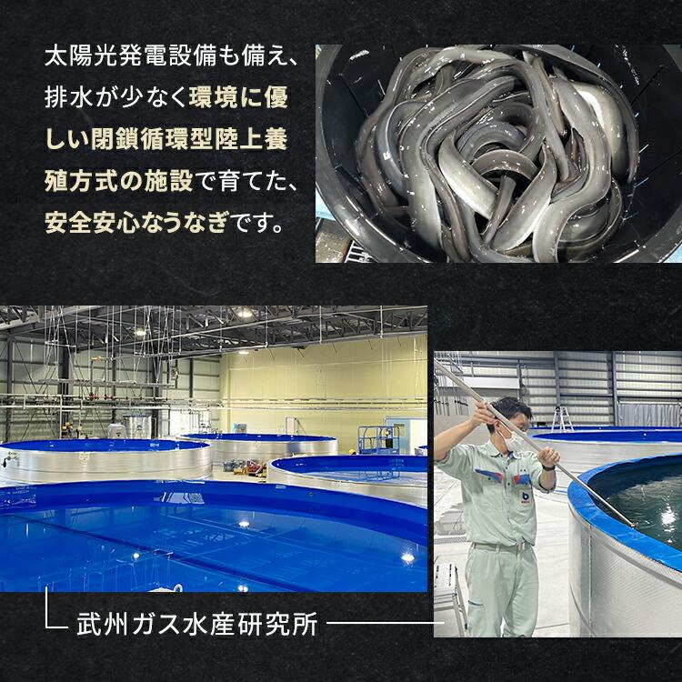 武州うなぎ 母の日 国産 蒲焼 (特大) 3尾 1尾約170g(168g~197g) 誕生日 プレゼント うなぎ ギフト 鰻 国産うなぎ うなぎのかば焼き 贈り物 川越 国産ギフト 土用_5