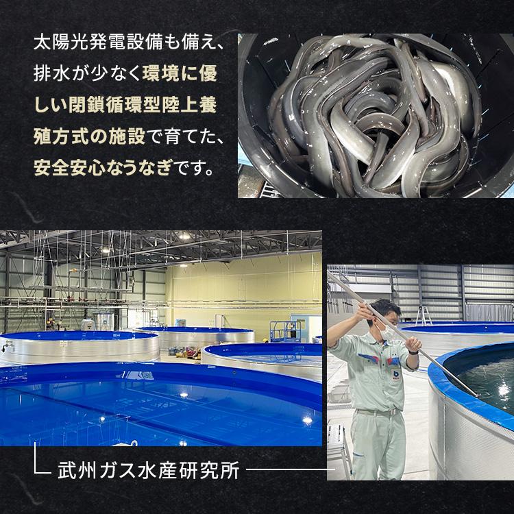 武州うなぎ 丑の日 国産 うなぎちまき 3個セット 武州うなぎと国産のもち米を使用 誕生日 プレゼント うなぎ 鰻 ギフト うなぎの蒲焼き 国産ギフト 川越 贈り物 |  | 05