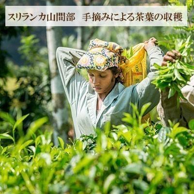 セイロン シュプリーム 60包 おいしい紅茶シリーズ JAF TEA 紅茶 送料無料 ティーバッグ セイロンスプリーム セイロンシュプリーム｜bussan10｜03