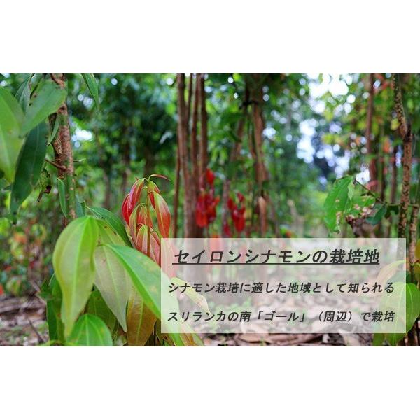 最高級品 有機 オーガニック セイロンシナモン スティック 10本入り 約30g ペンシル アルバ Organic Spaice 物産展グルメ 通販 Yahoo ショッピング