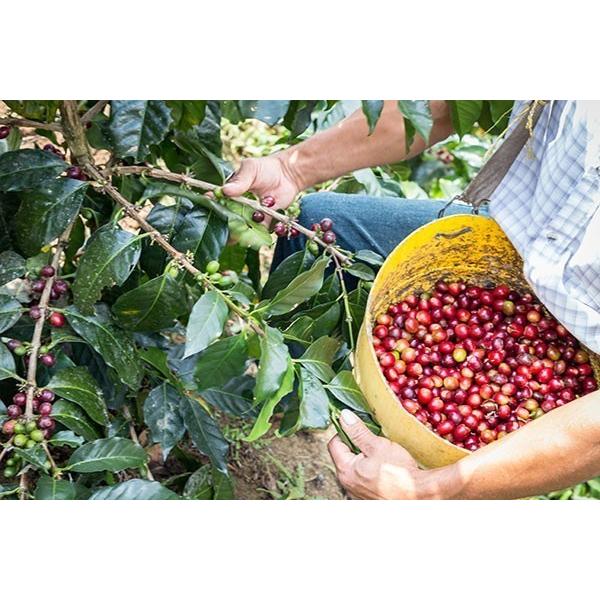 オーガニック デカフェ コーヒー豆 1kg（500g×2袋）カフェインレス