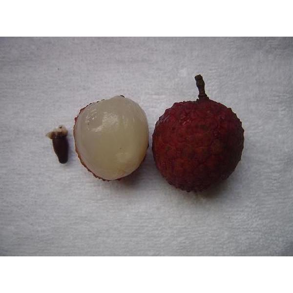 全店販売中 沖縄県産レイシ 119.245.212.9