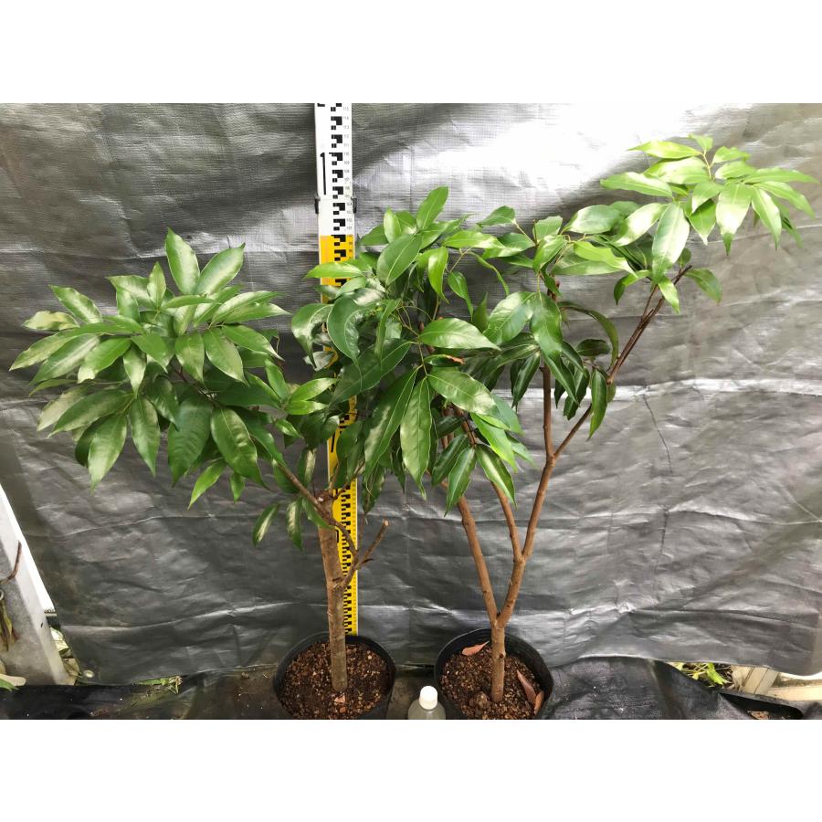 ライチ苗 チャカパットレイシ取木 大苗 : 佛山ヤフー店 - 通販 ライチ苗 チャカパットレイシ取木 大苗 : 佛山ヤフー店 - 通販