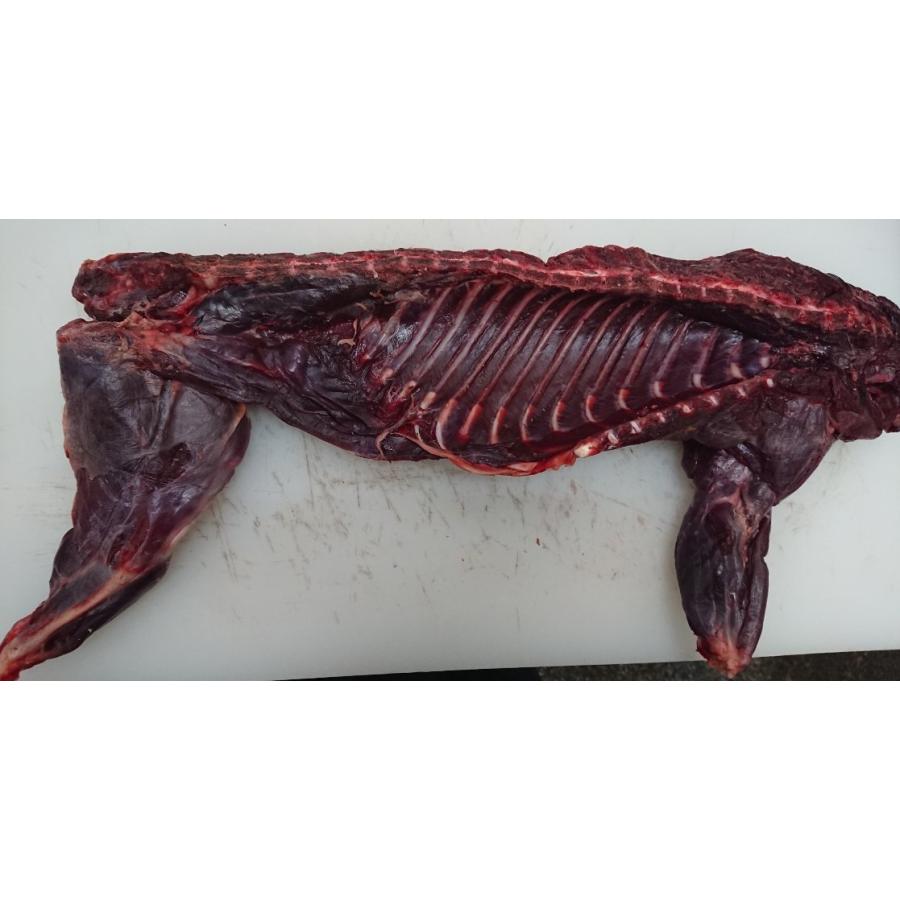 アナグマ肉 穴熊 半身枝肉 1 8kg 国産 0617b ぶっちゃー通販部 通販 Yahoo ショッピング