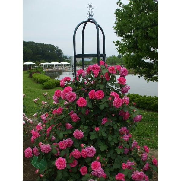 オベリスク エクセレント250H B1165215854(10845円)