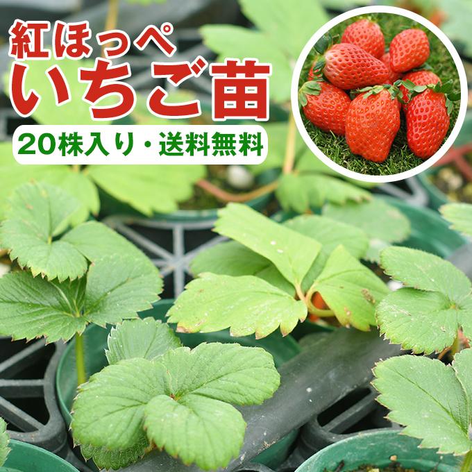 いちご苗　紅ほっぺ　40株 国華園オンラインショップ / いちご苗 紅ほっぺ