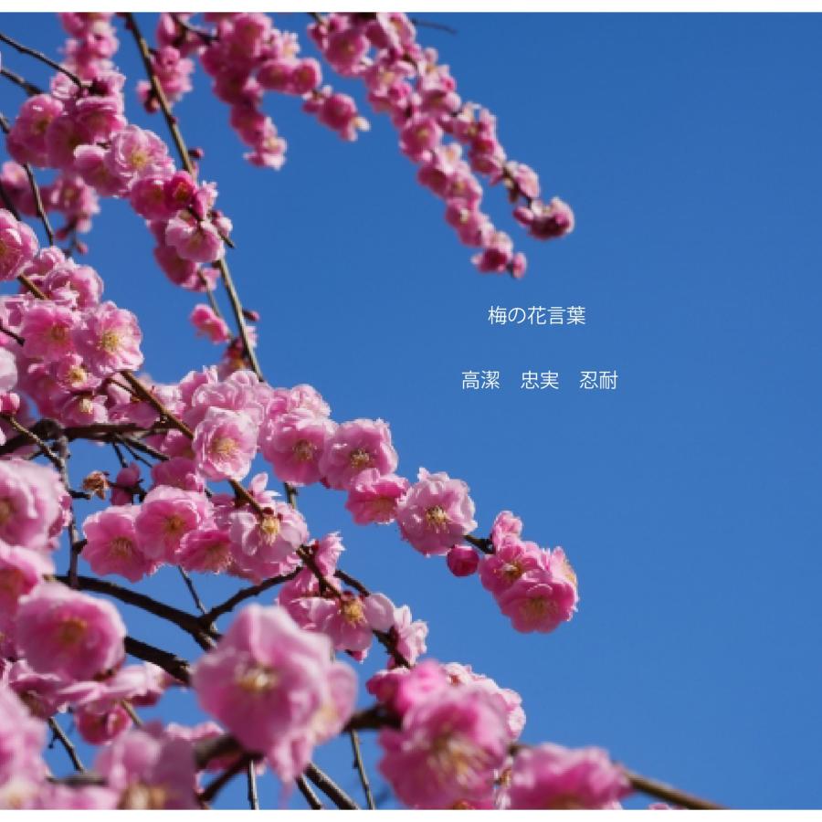 buzzjuice 梅 フレーバー 60ml バズジュース ウメ リキッド ume 花 電子タバコ vape べイプ 梅ガム ミンツ ニコチン0 |  | 02