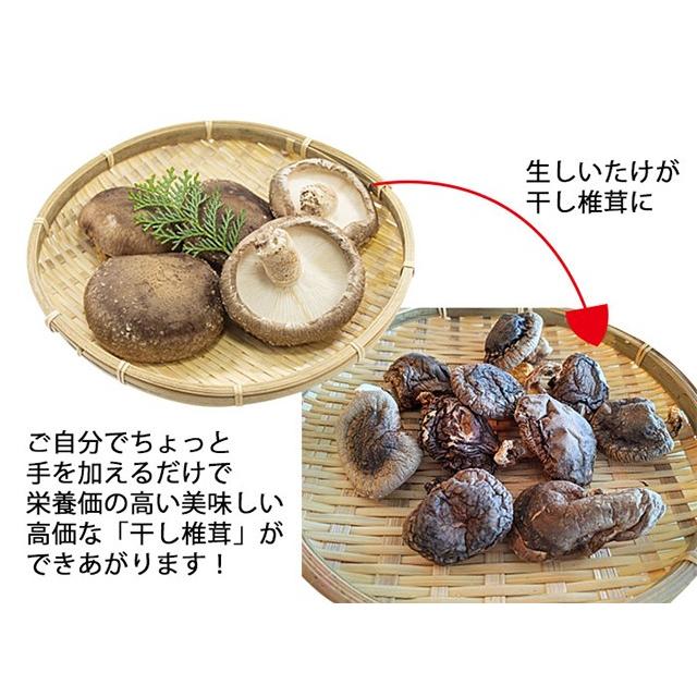 生しいたけ 訳あり ５kg １箱 椎茸 クール便 送料無料 家あそび バーベキュー q しいたけ栽培キット Namashiitake01 バイバイ菌 通販 Yahoo ショッピング