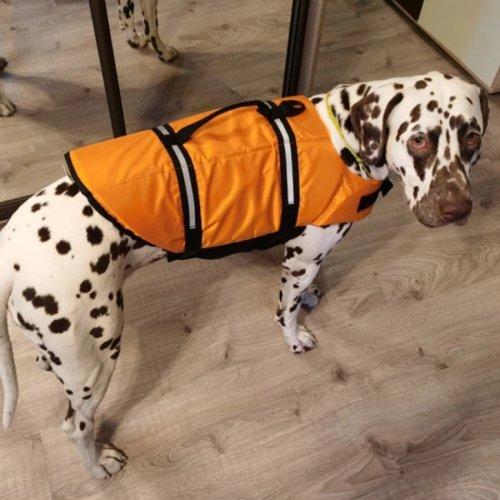 ペット ライフジャケット オレンジ×黒 中型犬 大型犬 マリンスポーツ