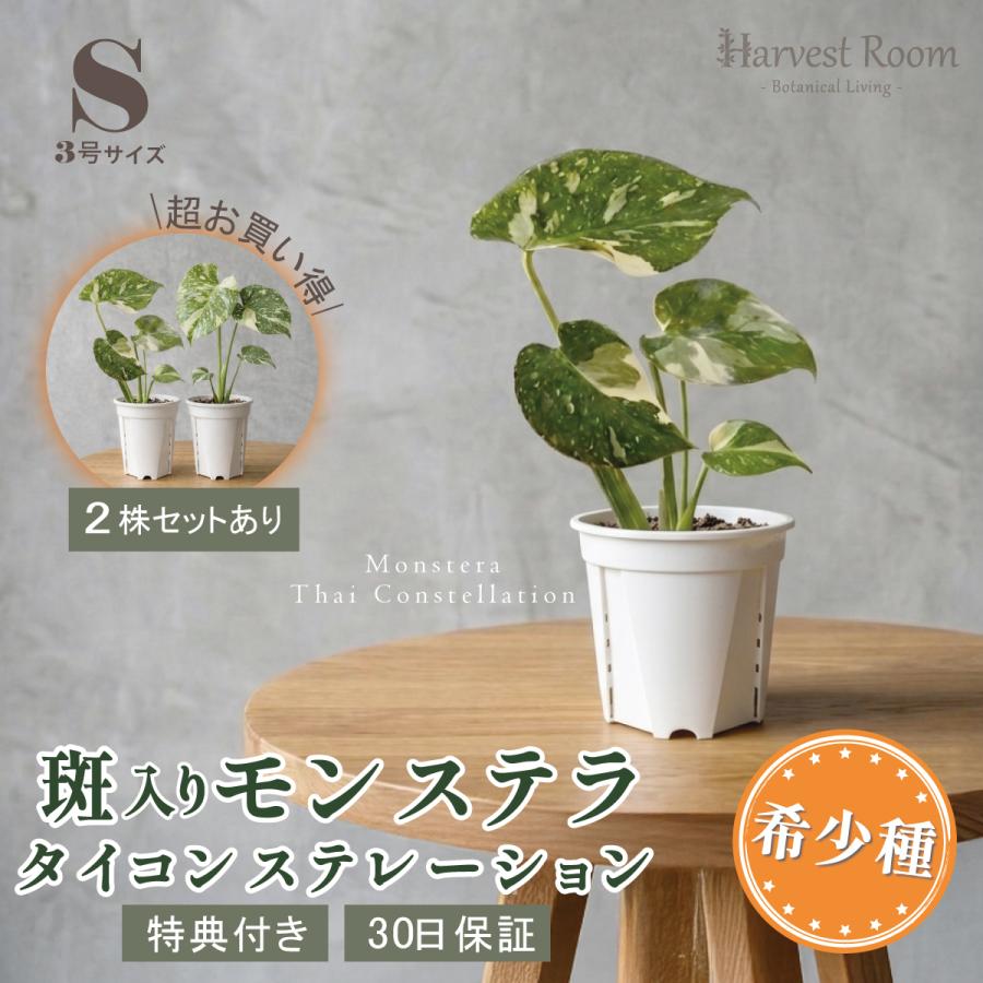 斑入り モンステラ タイコンステレーション 観葉植物 3号ポット鉢 Sサイズ 苗 希少種 インテリア 育てやすい 枯れにくい お祝い プレゼント 特典付き 30日保障（Yahoo!・理想の生活館）