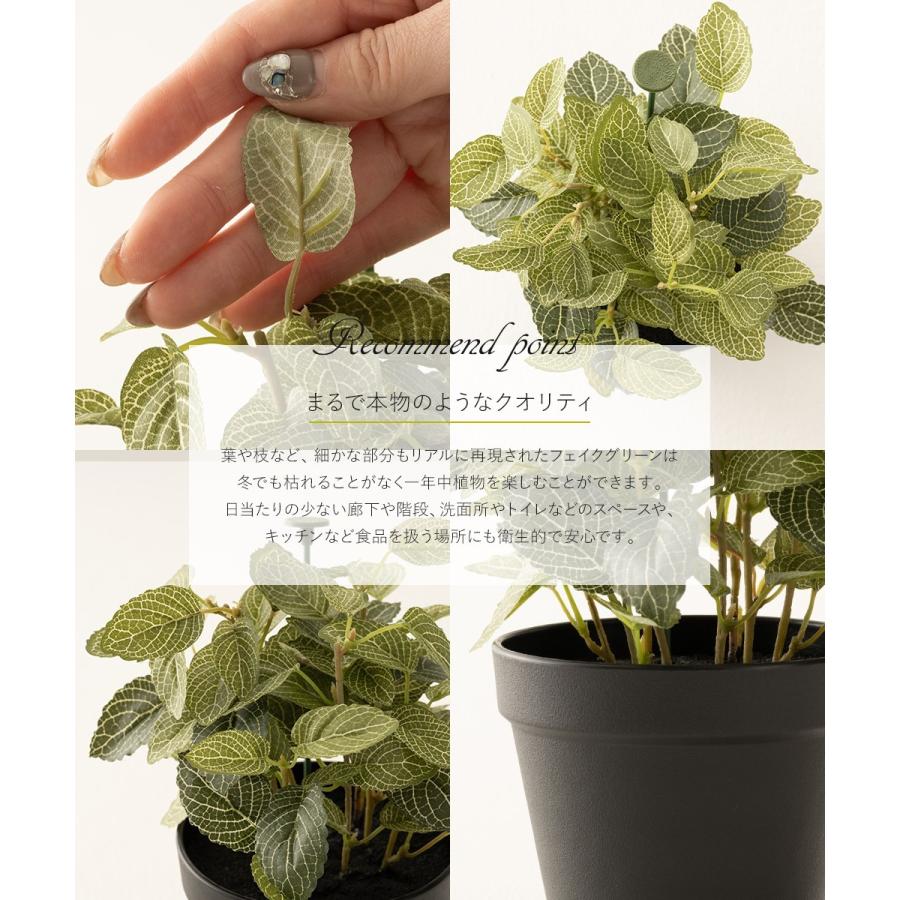 楽天市場】人工観葉植物 フィットニア 18cm フェイクグリーン