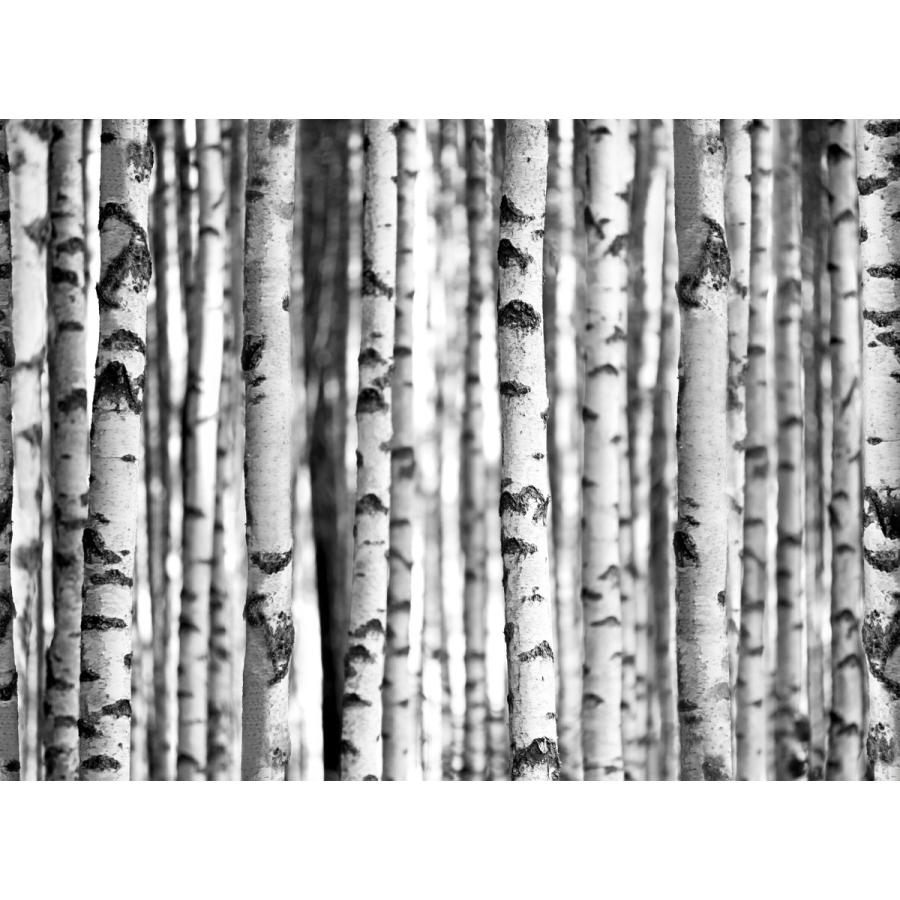 壁紙 張り替え 自分で diy クロス おしゃれ 木目 輸入壁紙 白樺の森 Birch forest 紙製 粉のり付き C-F-1_2