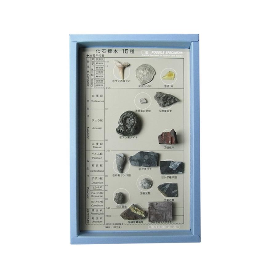 化石標本15種(解説書付) 地質年表と標本のセット (各国産) | 