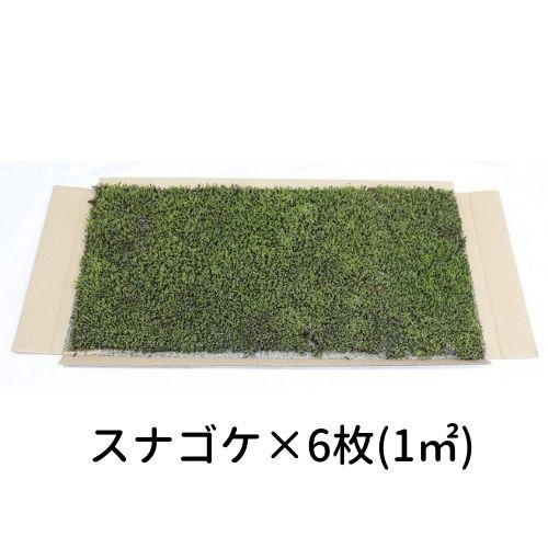 【生きてる乾燥苔 スナゴケ】 280×580mm　6枚入り（1m2） 庭園 造園 盆栽 ジオラマ テラリウム 壁面 屋上緑化 コケ こけ｜c-vision