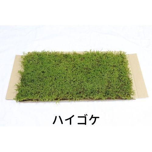 生きてる乾燥苔 ハイゴケ】 280×580mm 苔玉 庭園 造園 盆栽 ジオラマ