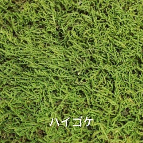 生きてる乾燥苔 ハイゴケ】 280×580mm 苔玉 庭園 造園 盆栽 ジオラマ