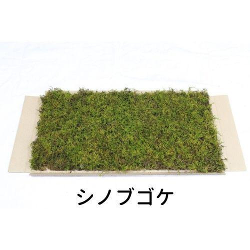 生きてる乾燥苔 シノブゴケ】 280mm×580mm 庭園 造園 盆栽 苔玉