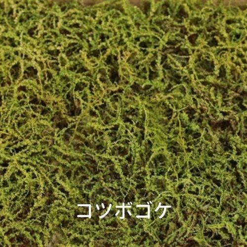 生きてる乾燥苔 コツボゴケ】 280mm×580mm 庭園 造園 盆栽 ジオラマ