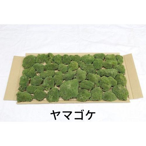 生きてる乾燥苔 ヤマゴケ】 280mm×580mm 庭園 造園 盆栽 ジオラマ