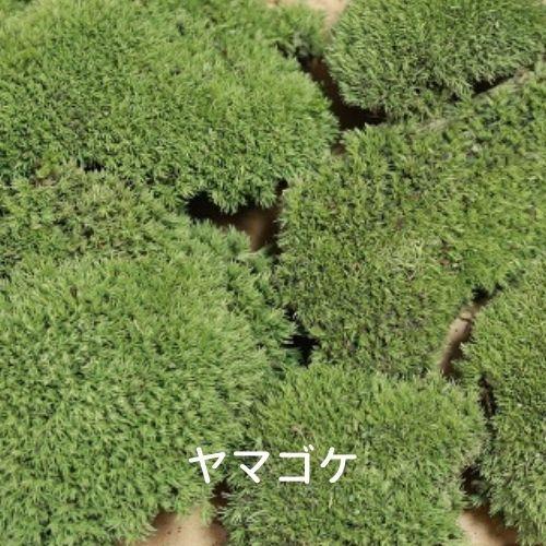 生きてる乾燥苔 ヤマゴケ】 280mm×580mm 庭園 造園 盆栽 ジオラマ