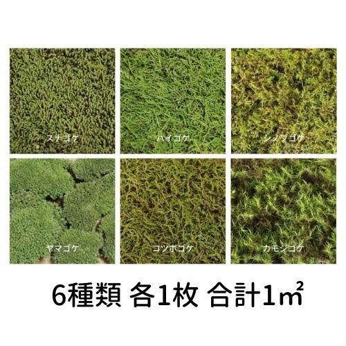 生きてる乾燥苔】 280×580mm 6種類 各1枚 合計1m2 庭園 造園 生きてる乾燥苔】 280×580mm 6種類 各1枚 合計1m2 庭園 造園
